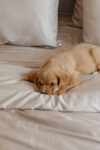 Bamboo Quilt Cover – Latte
